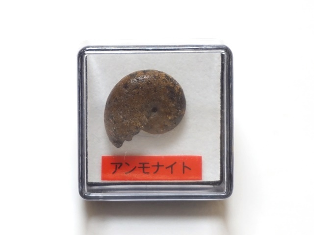 アンモナイト出品 ♡ 1480】化石アンモナイトセット ペロル