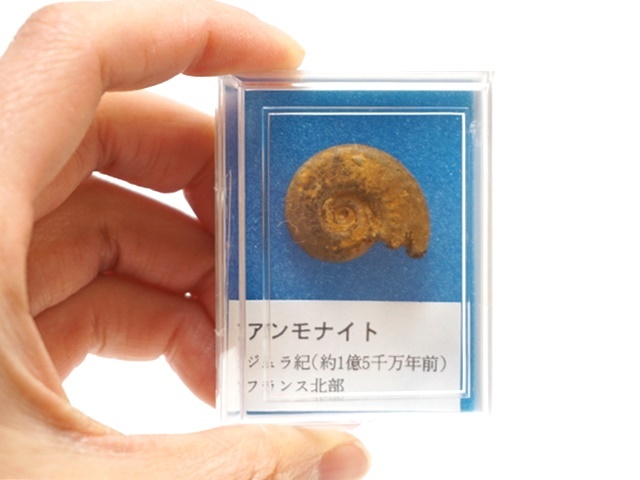 アンモナイト出品 ♡ 1480】化石アンモナイトセット ペロル