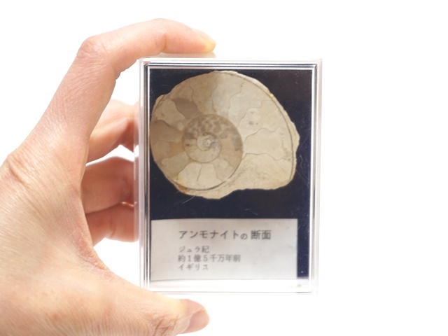 アンモナイト出品 ♡ ◇異常巻きアンモナイト◇アンキロセラス◇モロッコ◇No.1104