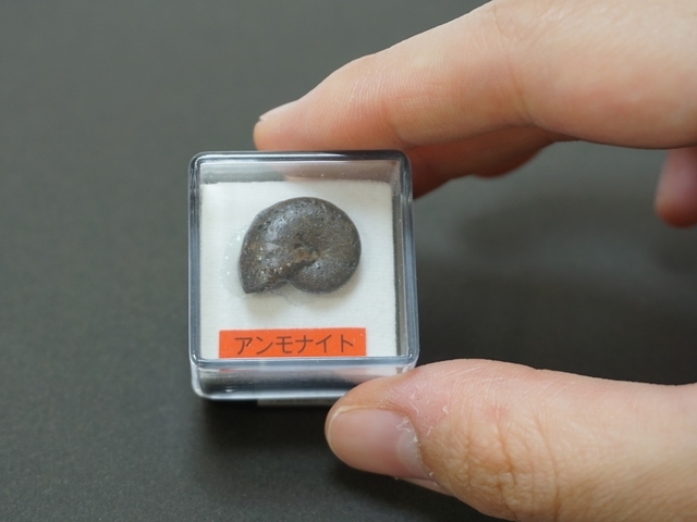 アンモナイト小・サイズ感