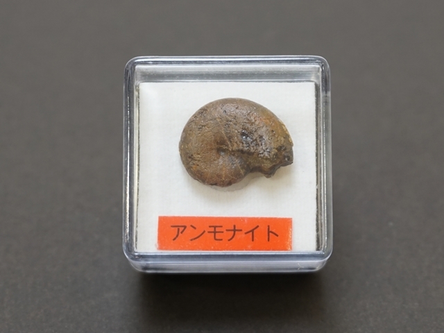 アンモナイト・小２