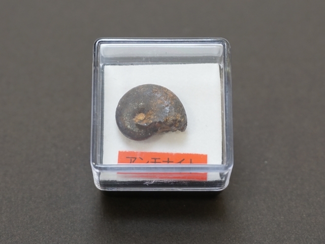 ビックサイズ ‼️】アンモナイト化石26.5cm×31cm 4.5cm