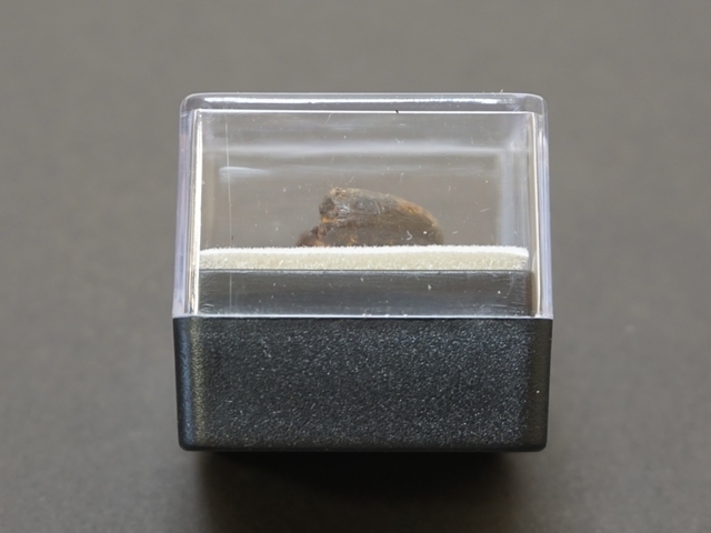 アンモナイト・小・側面から撮影