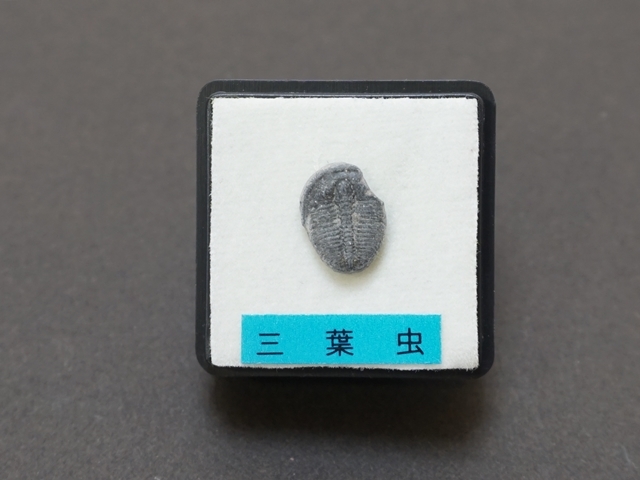 556-E】三葉虫の化石 （小）サイズ約1.2cm ペロル