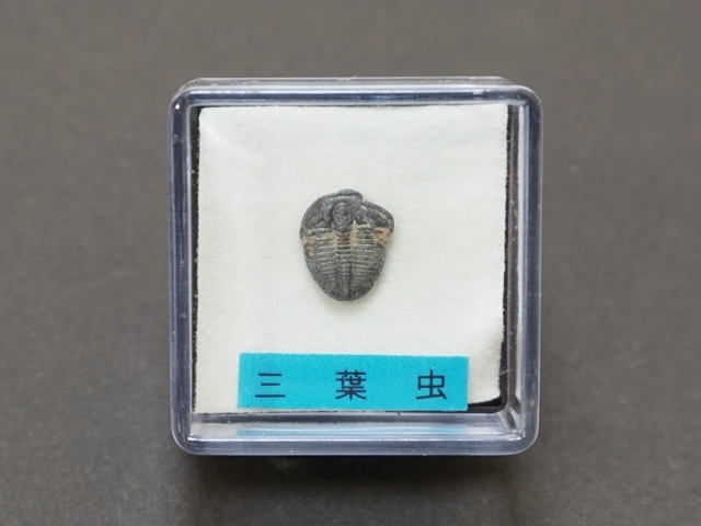 556-E】三葉虫の化石 （小）サイズ約1.2cm ペロル