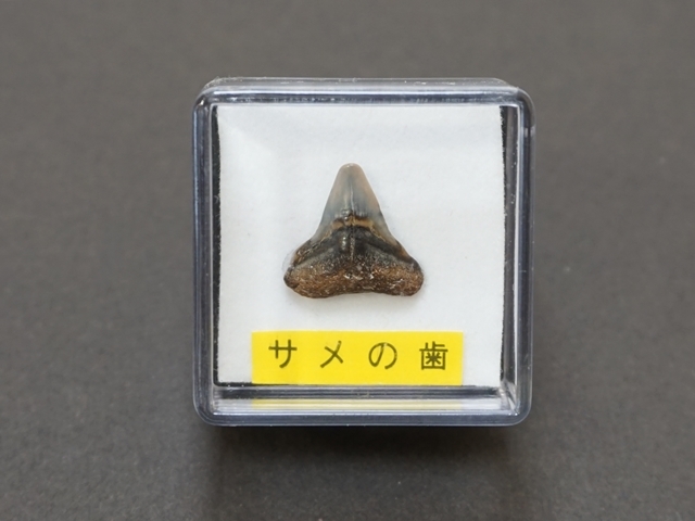 サメの歯の化石150mm サメの歯の化石