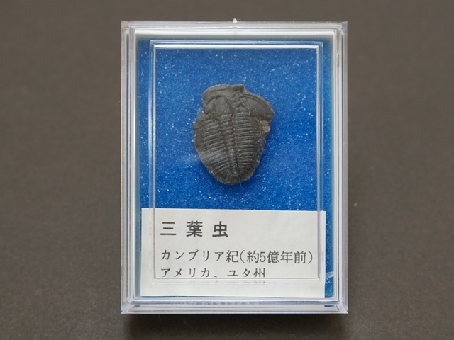 556 ｇ 三葉虫の化石 中 サイズ約2 2cm カンブリア紀 約５億年前 アメリカ ユタ州