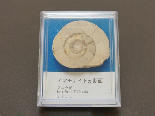556-B】アンモナイトスライスの化石（小）/サイズ約4.5cm /ジュラ紀