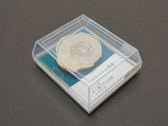 教材にも☆ アンモナイト 化石 スライス一対 51mkAaC0J9L._UF894,1000_QL80_.jpg