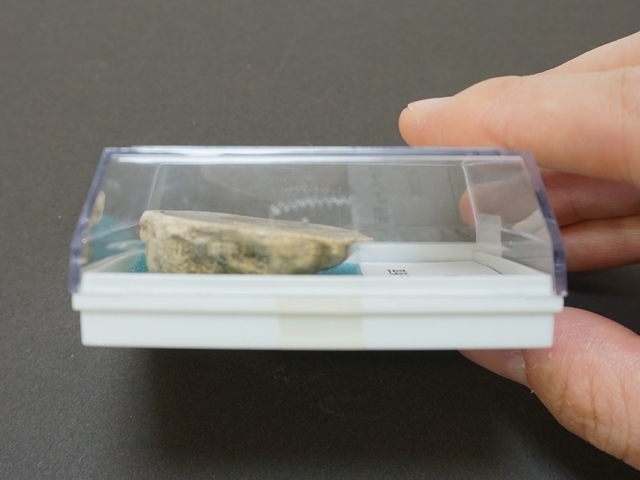 アンモナイトスライス・小・５