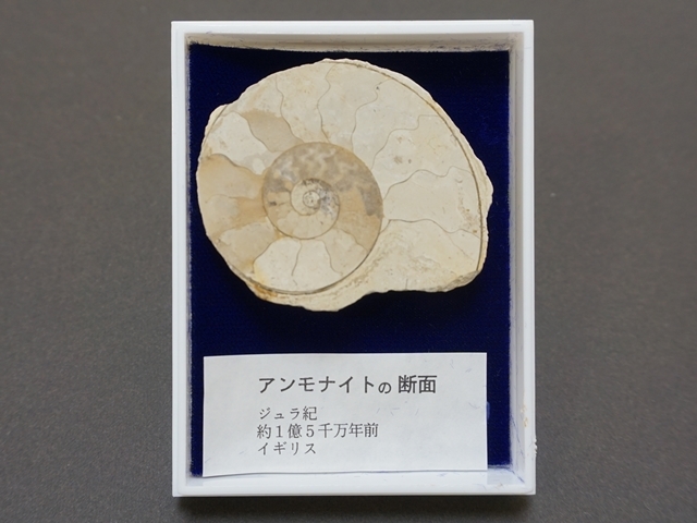 イギリス産 アンモナイト 刺々 希少種 【公式通販】