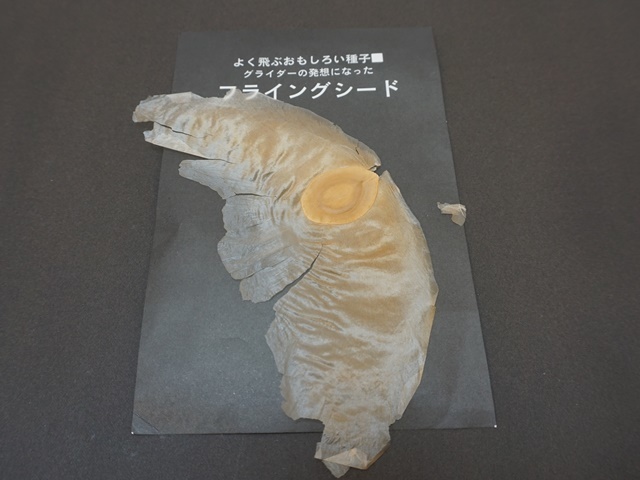 フライングシード・アルソミトラ２