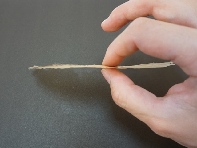 フライングシード・アルソミトラ４