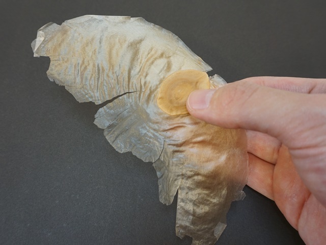 フライングシード・アルソミトラ５