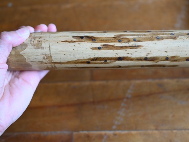 レインスティック