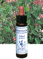 HONEYSUCKLE　ハニーサックル