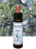 HORNBEAM　ホーンビーム