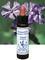 CERATO　セラトー