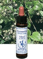 CLEMATIS　クレマチス