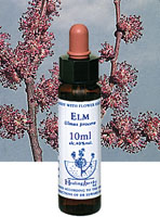 フラワーエッセンス【ELM　エルム】