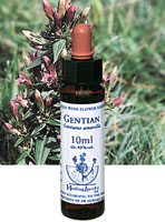 GENTIAN　ゲンチアナ