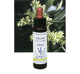 フラワーエッセンス【オリーブ　OLIVE】