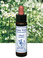 WATER VIOLET　ウォーターバイオレット