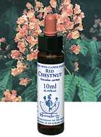 レッドチェストナット