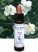 WILD ROSE　ワイルドローズ