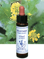 MUSTARD　マスタード