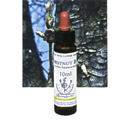 フラワーエッセンス【チェスナットバッド　CHESTNUT BUD】