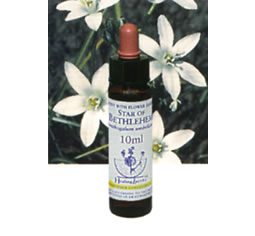 フラワーエッセンス【スターオブベツレヘム　STAR OF BETHLEHEM】
