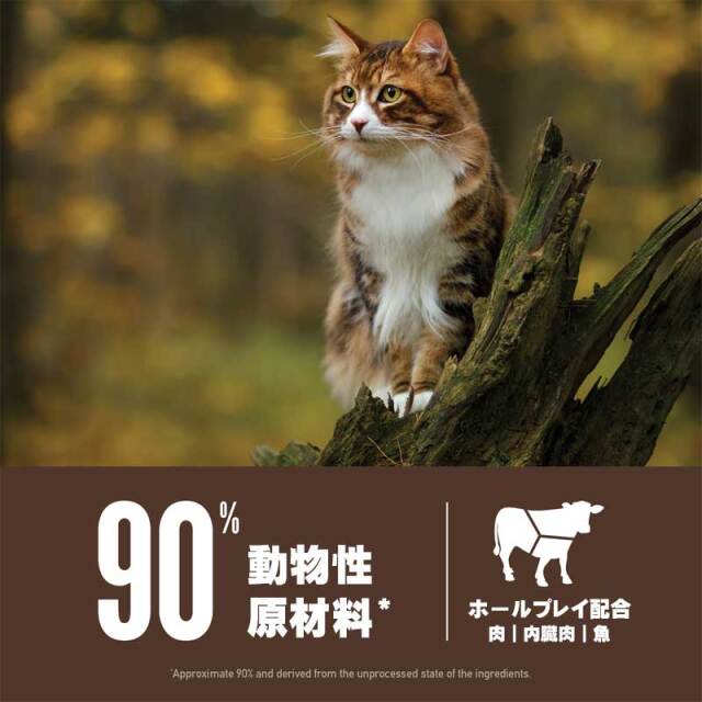 オリジン・レジオナルレッドキャット