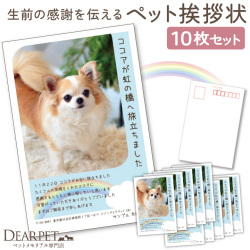 ペット 挨拶状 印刷 名入れ無料 10枚 セット 暑中見舞い 寒中見舞い クリスマスカード 【ネコポス対応】
