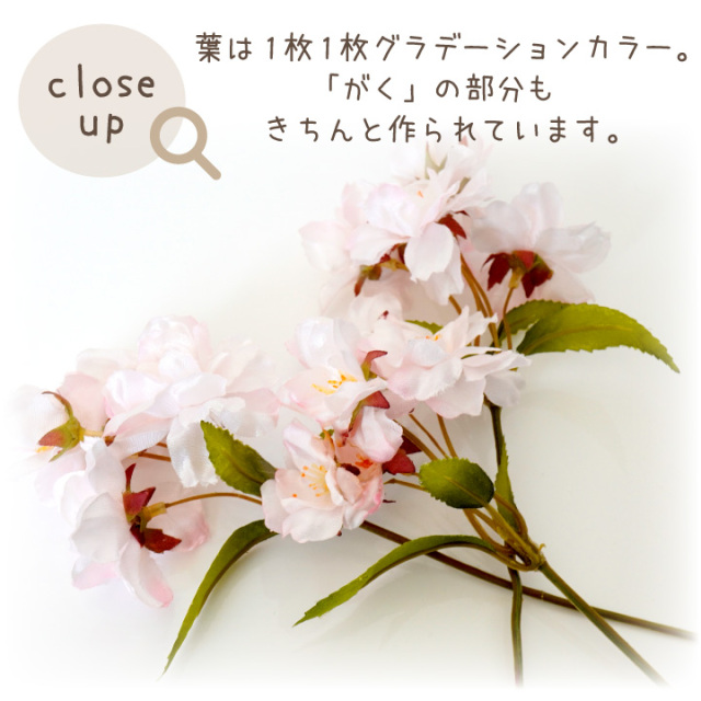 ★さくらページ★ 瀬戸山さくら🥞🧡(Baby'z Breath) on X: 
