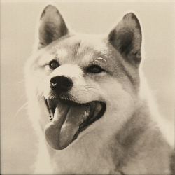 ペットのお墓写真陶板モノクロ150