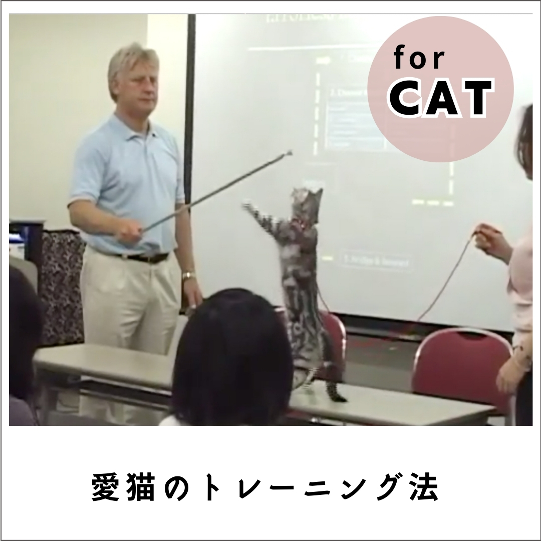 【スティーブ・オースティン】 何歳からでも始められる失敗しない愛猫のトレーニング (210分)