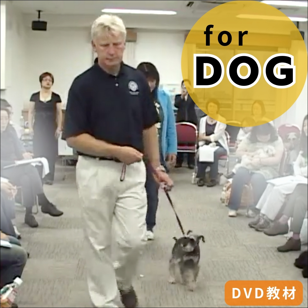 犬のしつけで微妙に間違うご褒美とタイミングとは？