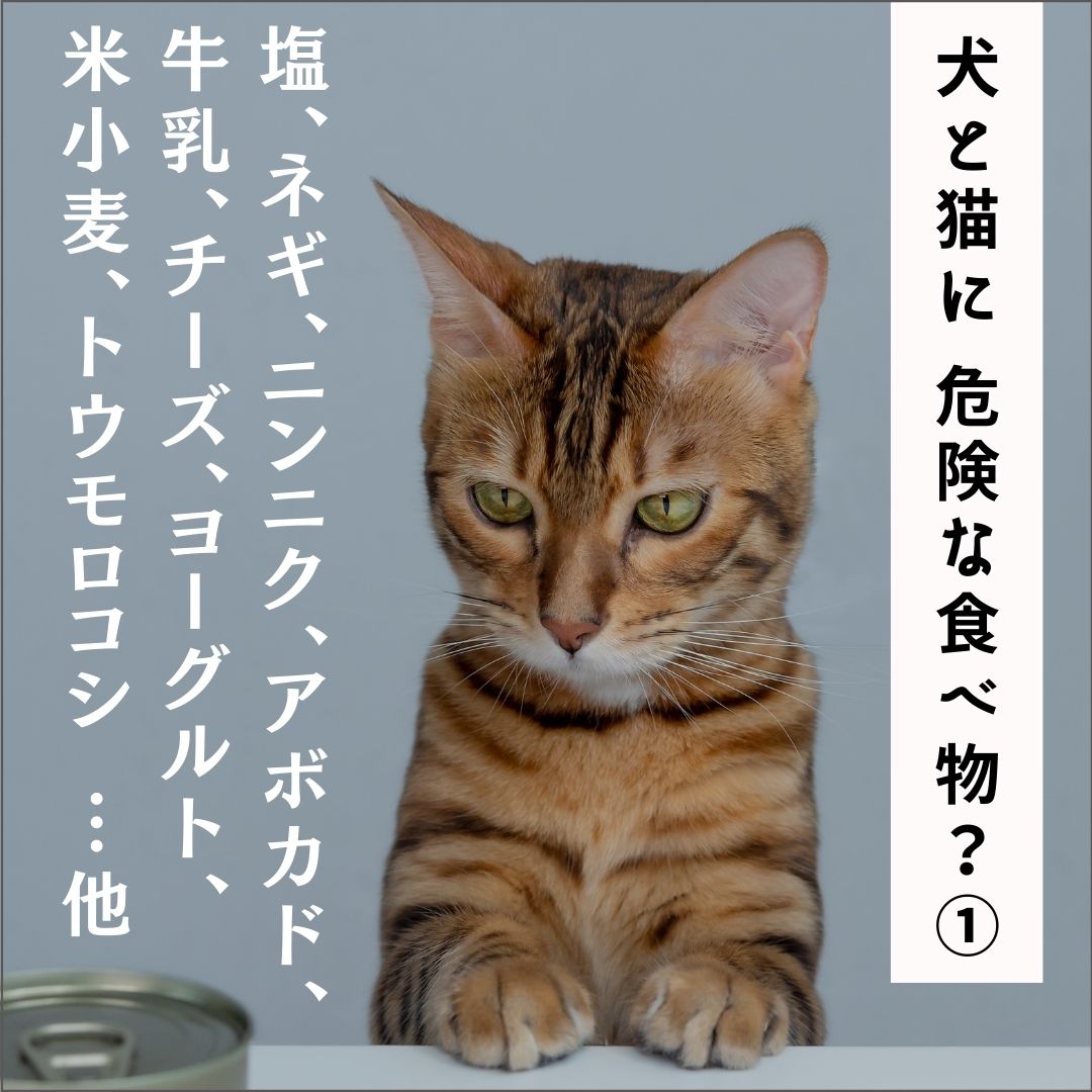 犬と猫に危険な食べ物？（その１） - 食塩、タマネギ、アボカド、魚介類、乳製品、米など - (161分)