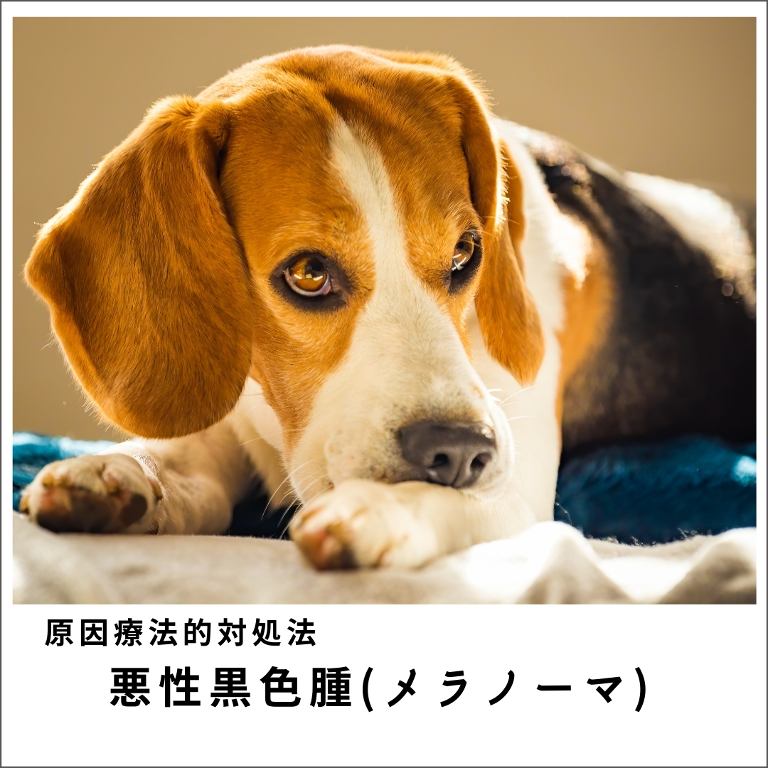 愛犬・愛猫の悪性黒色腫（メラノーマ）セミナー  ( 83分)