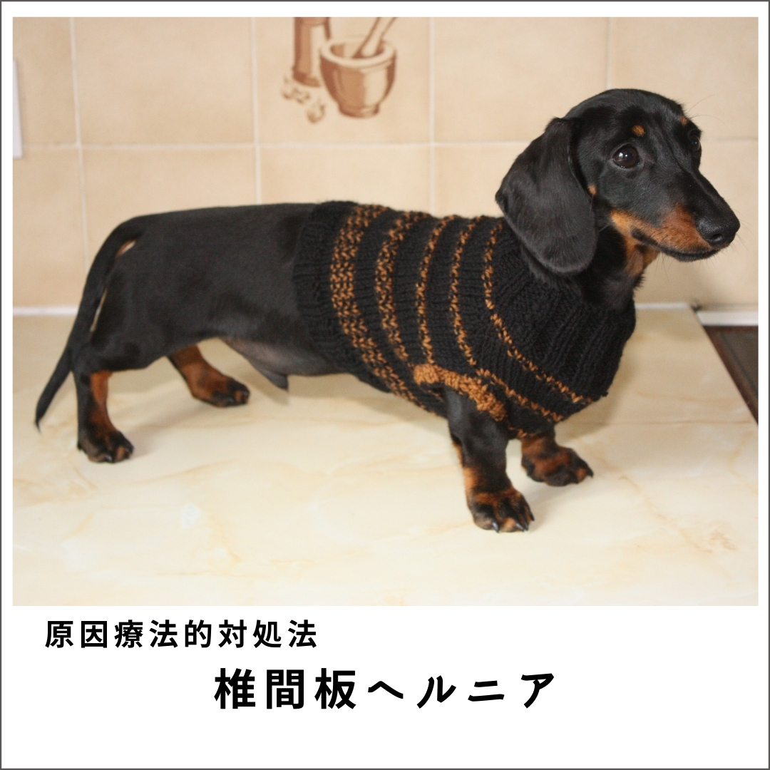 愛犬・愛猫の椎間板ヘルニア2020 (80分)