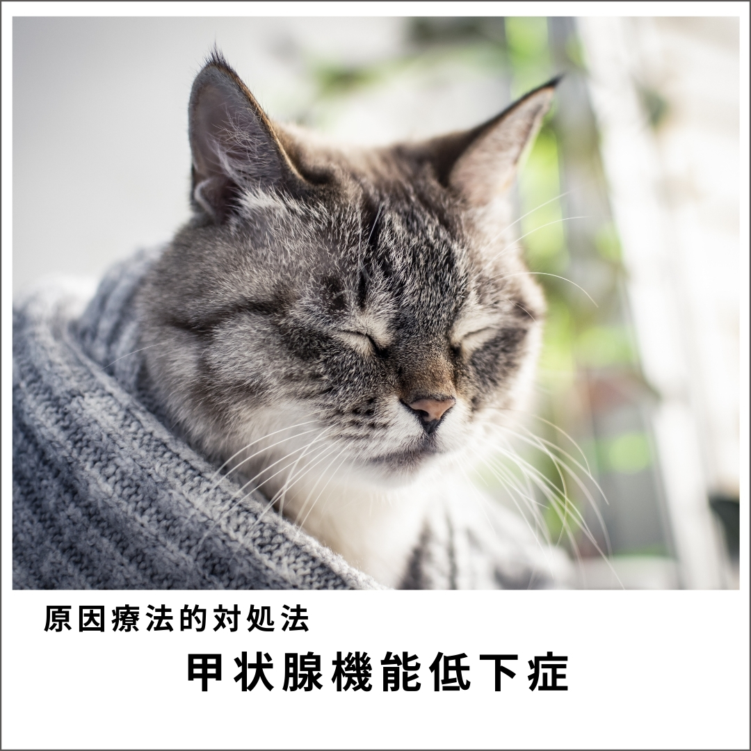 愛犬・愛猫の甲状腺機能低下症 (76分)