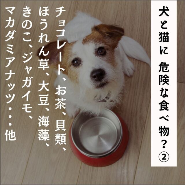 犬と猫に危険な食べ物？（その２） - チョコレート、カフェイン、アルコール、ナッツ・大豆、氷、ミネラルウォーター - (109分)