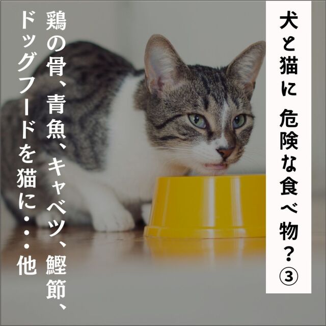 犬と猫に危険な食べ物？(その３) - 鶏の骨、青魚、キャベツ、ドッグフードを猫に…他 - (76分)