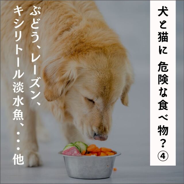 犬と猫に危険な食べ物？（その４） - ぶどう・レーズン、キシリトールほか - (54分)