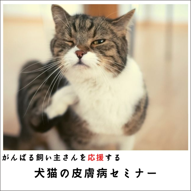 がんばる飼い主さんを応援する 犬猫の皮膚病セミナー (161分)