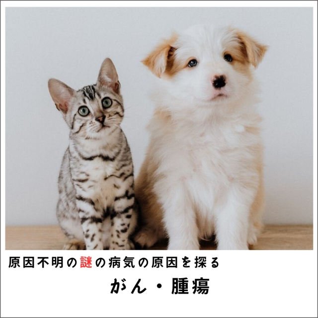 【原因療法】愛犬・愛猫の原因不明の謎の病気の原因を探るセミナー2015 がん・腫瘍編  (172分)
