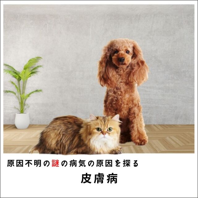 【原因療法】愛犬・愛猫の原因不明の謎の病気の原因を探るセミナー2015 皮膚病編  (172分)