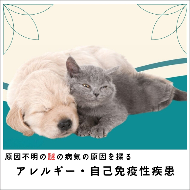 【原因療法】愛犬・愛猫の原因不明の謎の病気の原因を探るセミナー2015 アレルギー・自己免疫性疾患編  (129分)