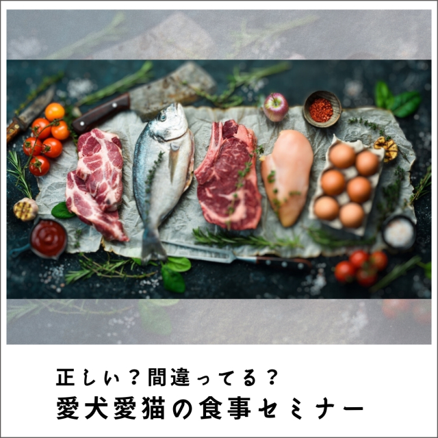 正しい？間違ってる？愛犬愛猫の食事セミナー2024 (201分)
